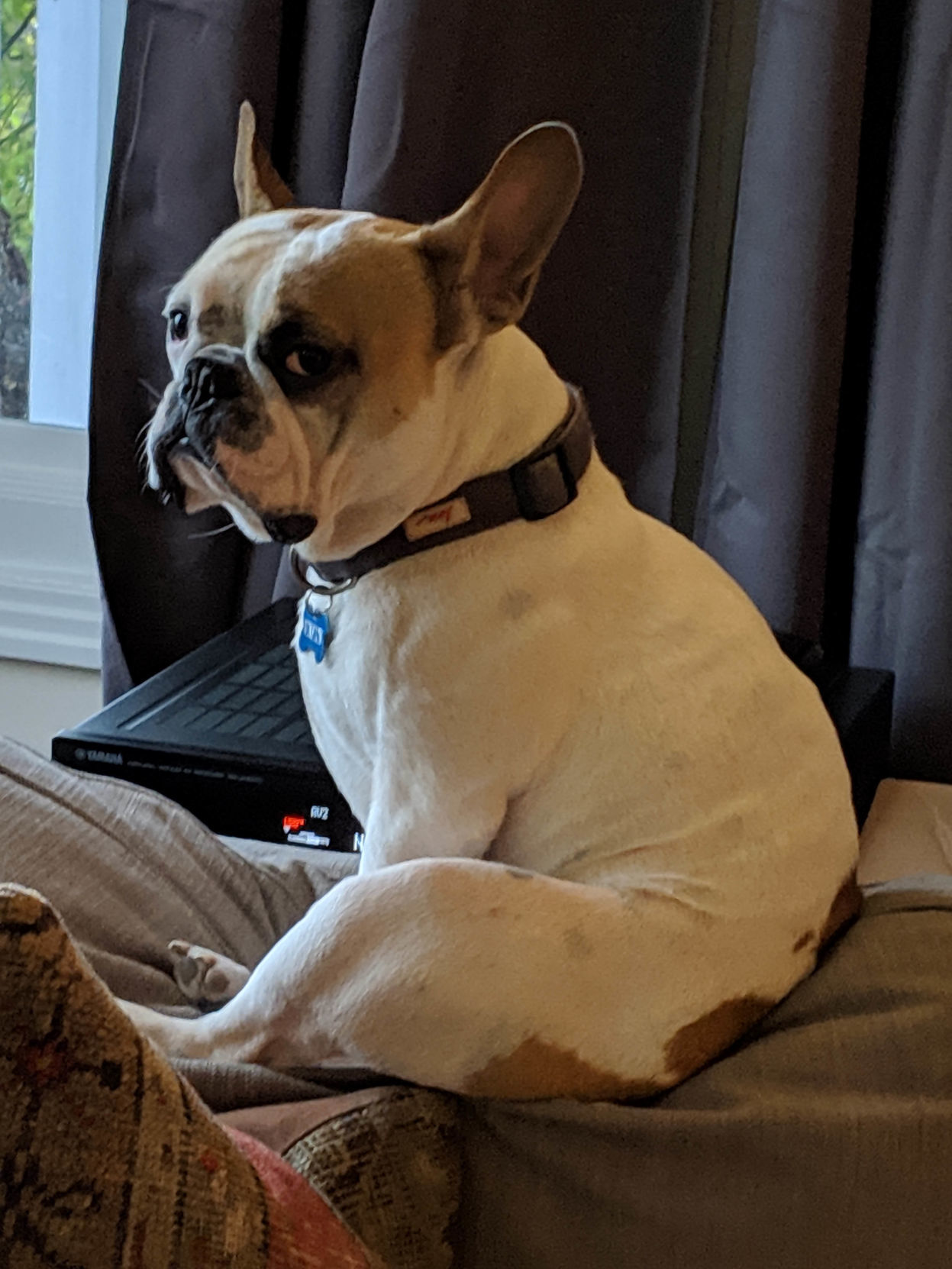 Pic of the Litter: Winston